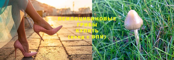 индика Новозыбков